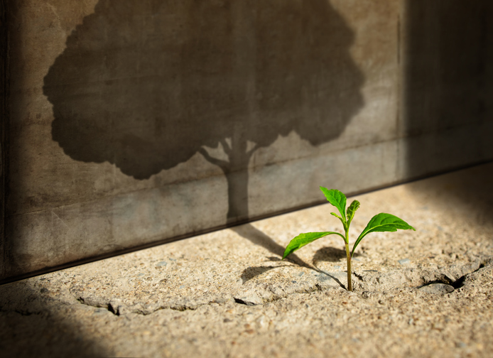 Picture of a growing tree